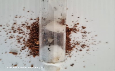 IRIDOMYRMEX ANT/ SEMUT 